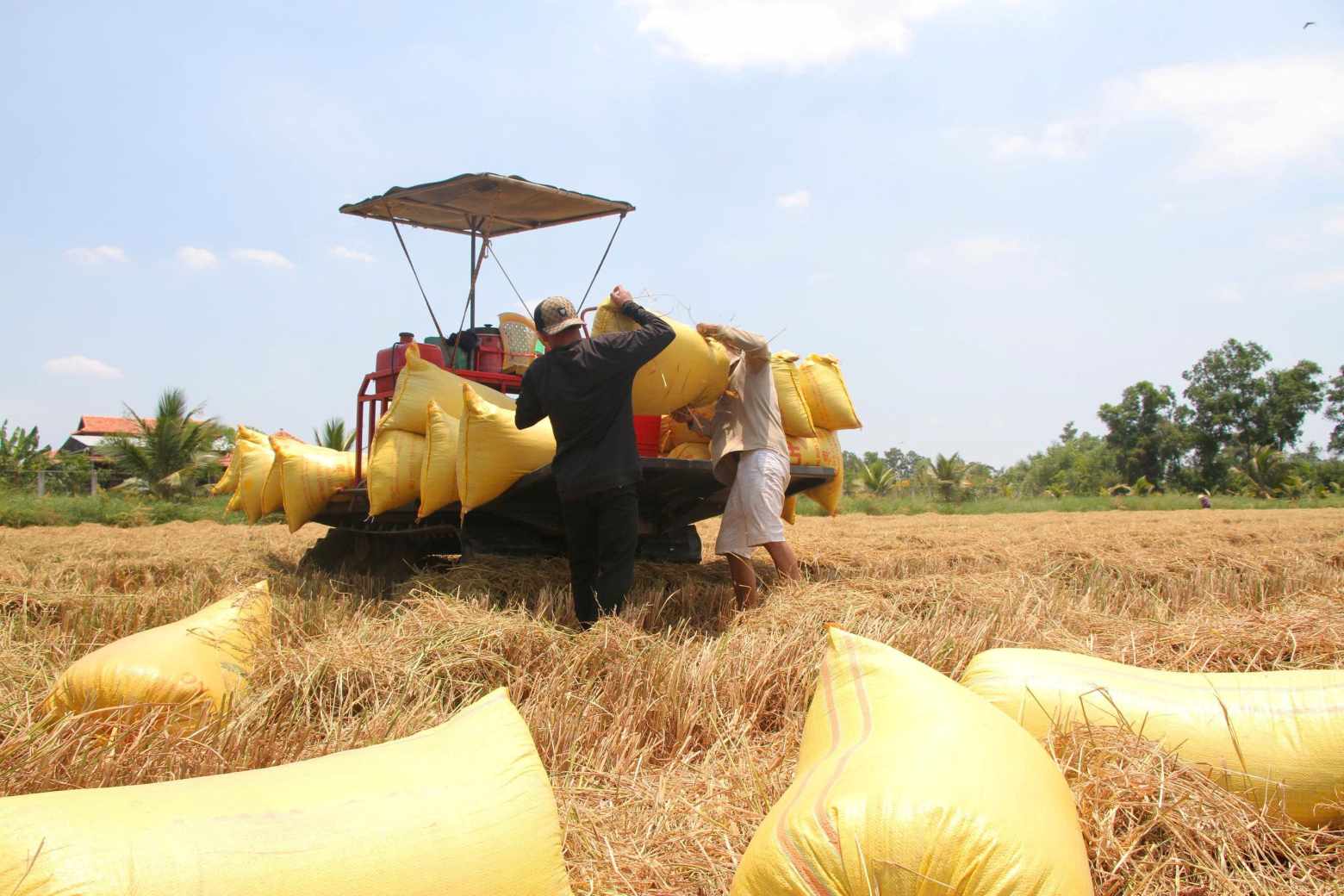 Chi phí tăng, giá lúa thấp khiến nông dân Cà Mau lãi rất thấp. Ảnh: Nhật Hồ.
