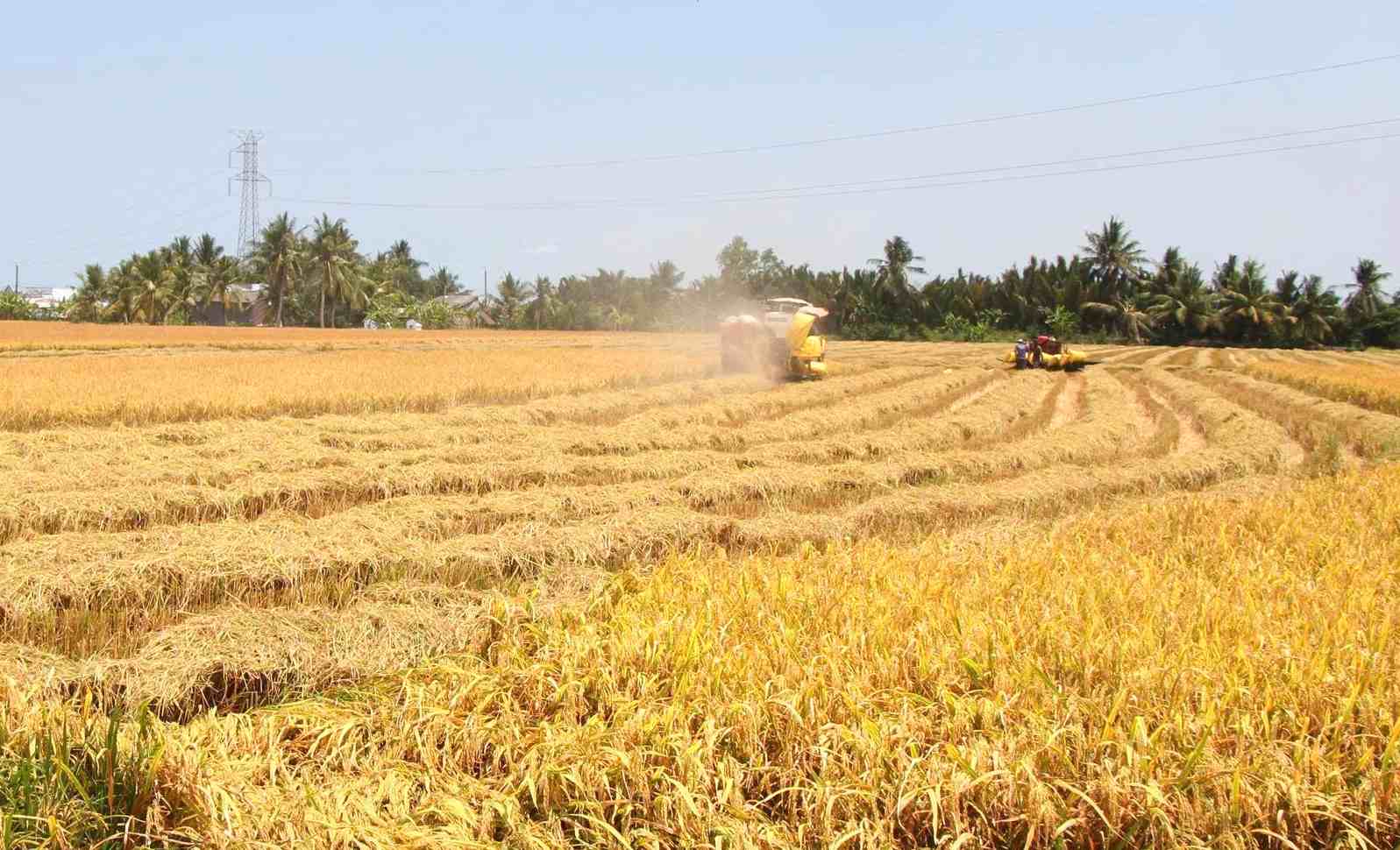 Rice prices are unstable, Ca Mau farmers face difficulties. Photo: Nhat Ho.