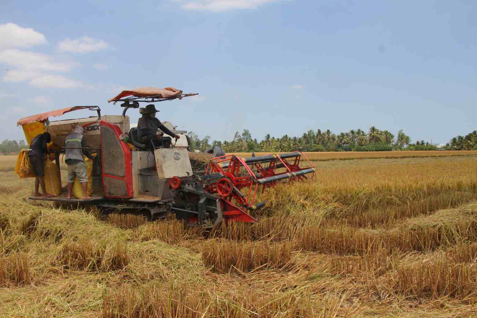 Lúa chín vàng đồng nông dân gọi nhiều lần mới có máy gặt, giá lúa giảm, chi phí tăng khiến nông dân kém vui. Ảnh: Nhật Hồ.