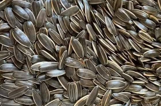 Adding sunflower seeds to the diet is considered one of the ways to gain healthy muscle. Photo: Kieu Vu