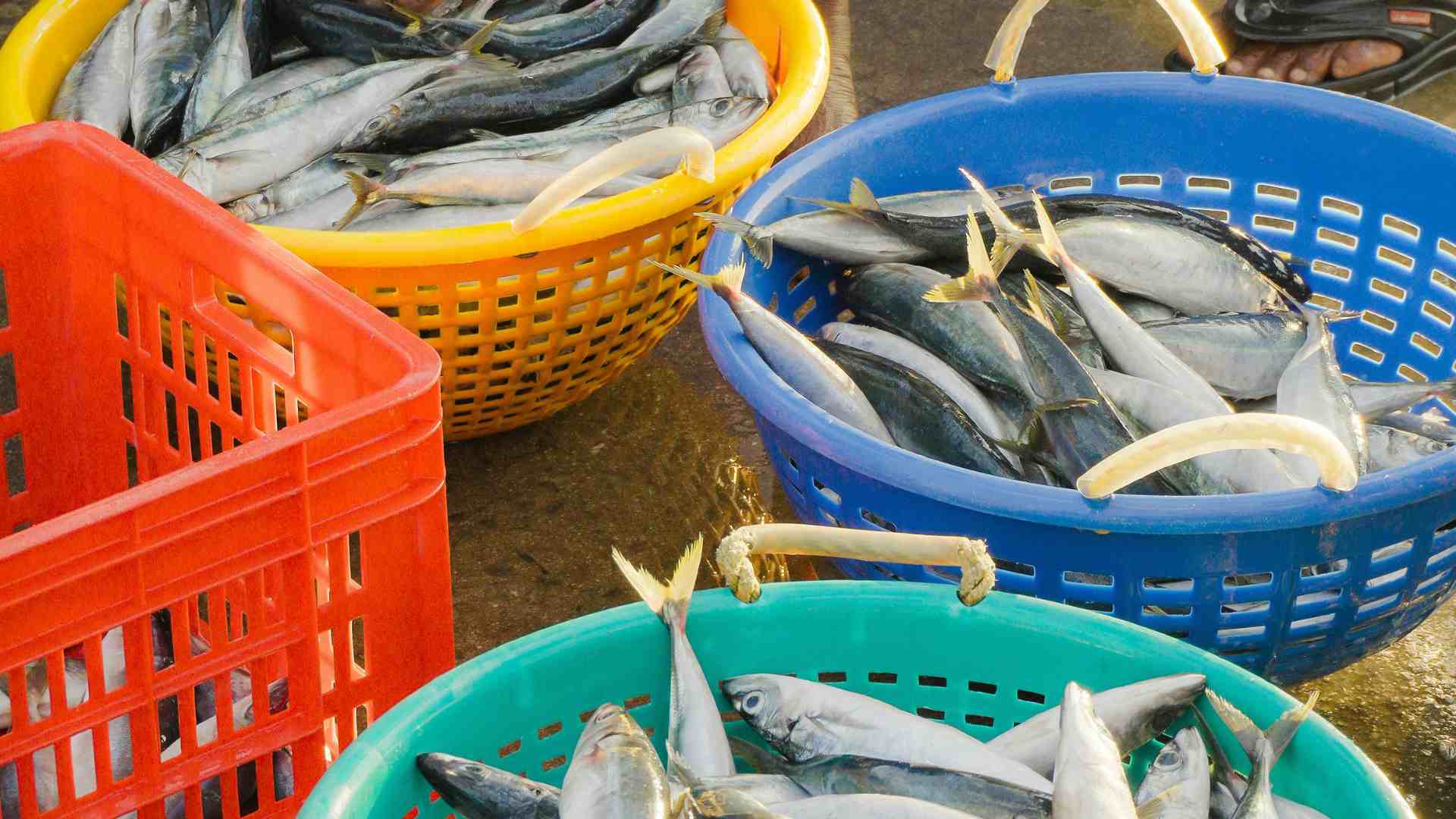 Cod is very rich in vitamin D, so it should be supplemented in daily meals. Photo: Quang Minh