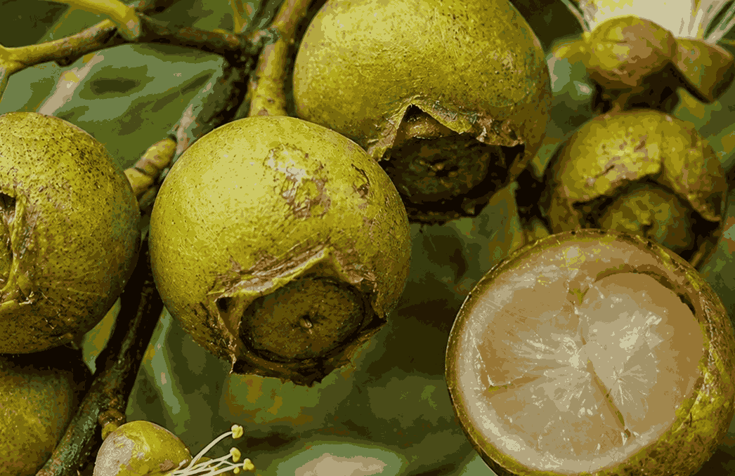 Le fruit bần contient de nombreux nutriments qui aident à améliorer la fonction rénale. Photo graphique: Quang Minh.