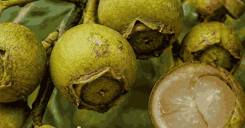 Quả quý hiếm giúp tăng cường chức năng thận