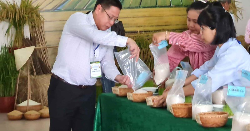 Cà Mau: Cuộc thi gạo ngon lần đầu thu hút 28 mẫu dự thi