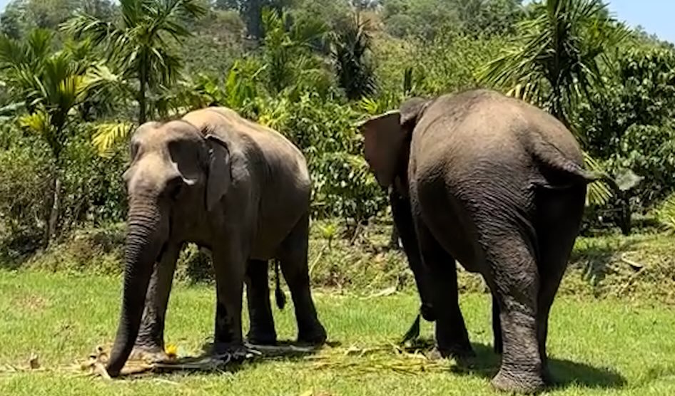 Sensibilisation à la protection sociale envers le troupeau d'éléphants à Đắk Lắk. Photo: Công Sáng
