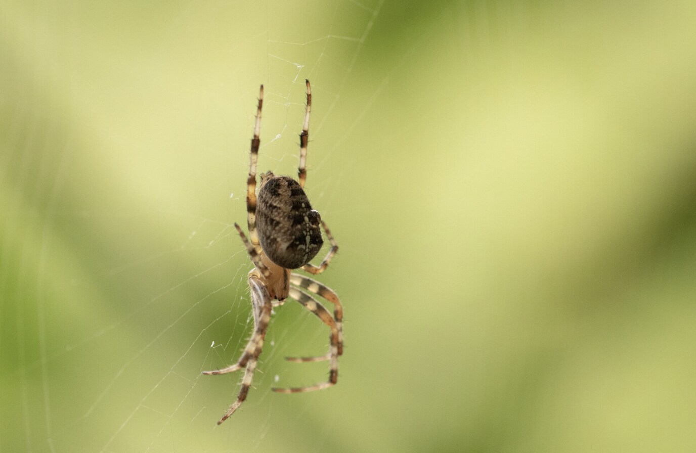 Spiders often appear in garages in hot weather. Photo: Thuy Duong