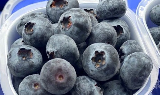 With many antioxidants, blueberries can help reduce the risk of kidney disease. Photo: Dinh Son