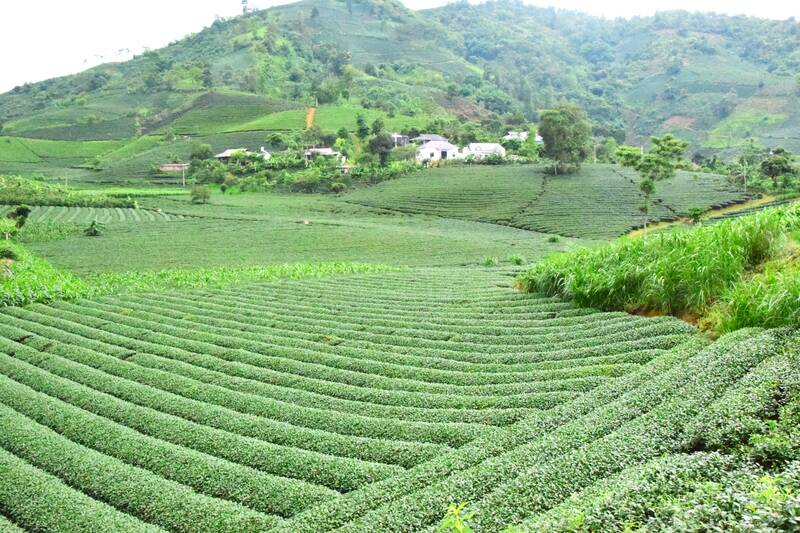 Những đồi chè xanh xã Bình Thuận, tỉnh Sơn La đang là điểm check - in thu hút khách du lịch. Ảnh: Trường Sơn