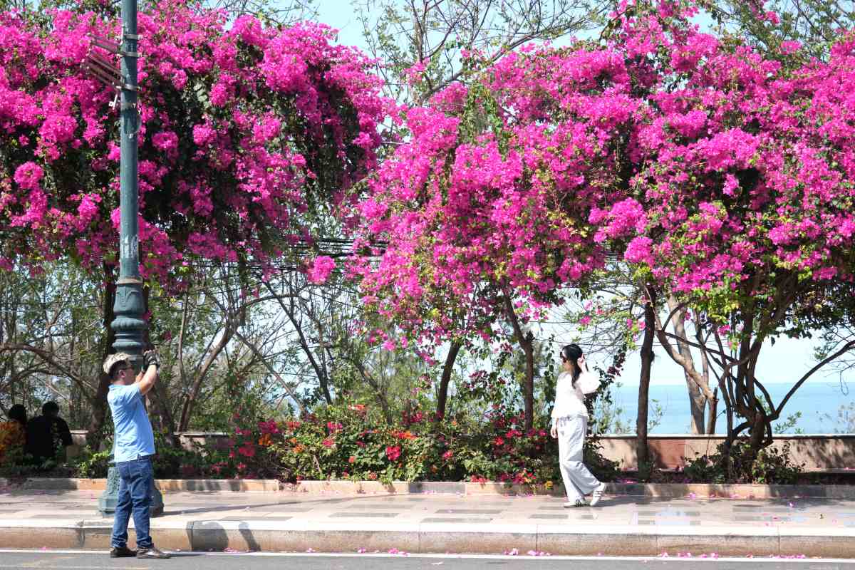 Du khách check-in cùng hoa giấy, trên nền biển trời xanh biếc và ánh nắng rực rỡ mùa hè. Ảnh: Thành An