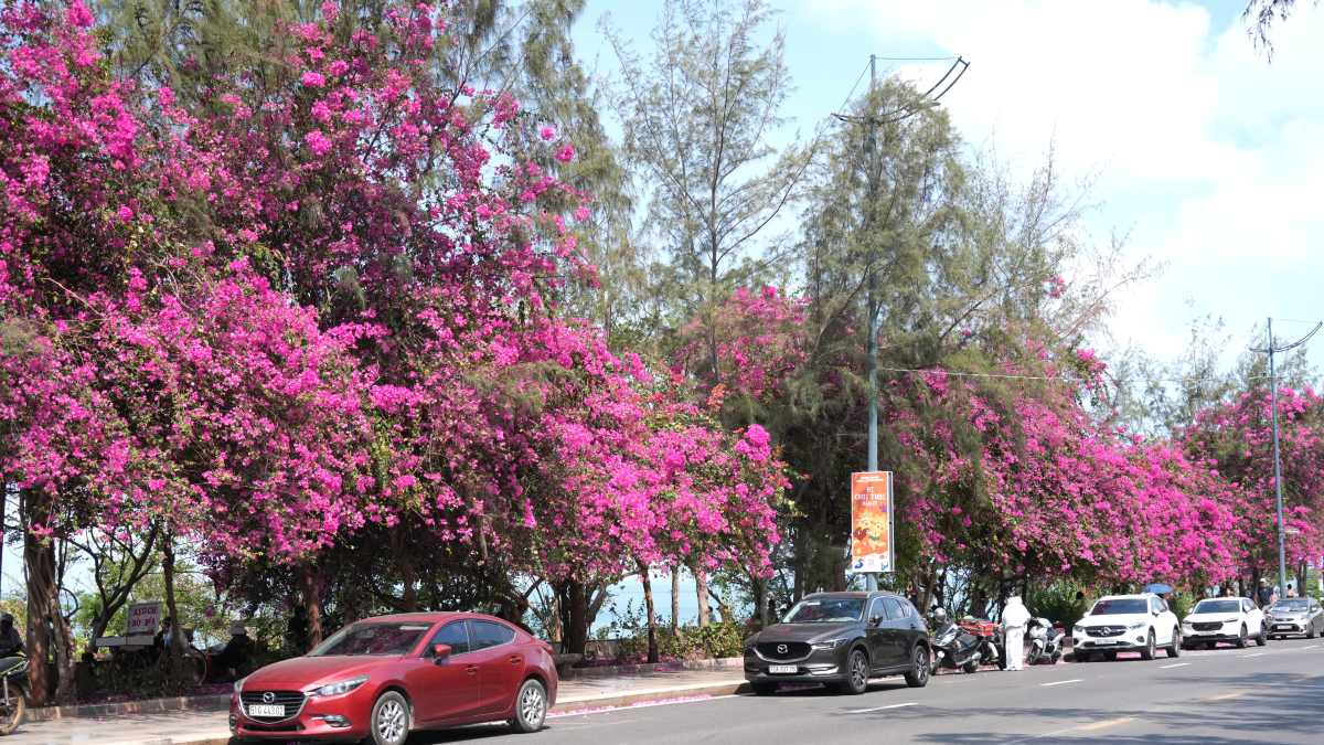 Many bougainvillea stalls in Vung Tau are blooming, decorating the coastal city in the brilliant April sunshine. Photo: Thanh An
