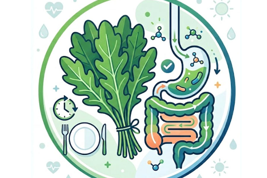 arugula vegetables can support digestion when eaten before meals. Graphics: Thien Nhan