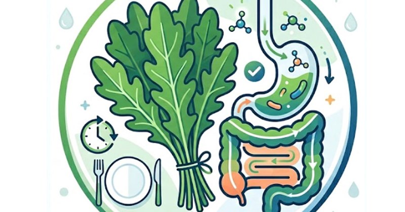 Cải xoăn hỗ trợ tiêu hóa khi dùng trước bữa ăn