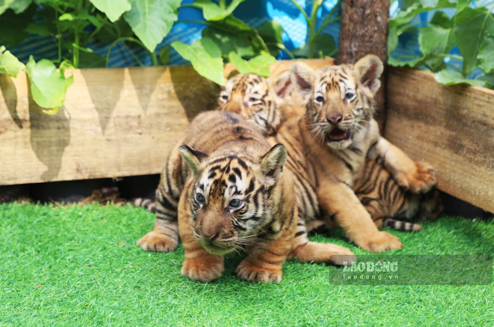 3 hổ con gần 1 tháng tuổi, nặng khoảng 4-5kg. Ảnh: Hoài Phương