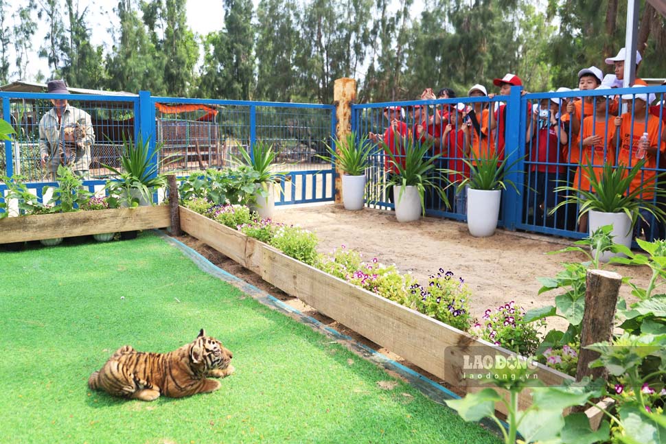 Đoàn học sinh tỏ ra thích thú khi được quan sát những 3 hổ con ở cự ly gần. Ảnh: Hoài Phương