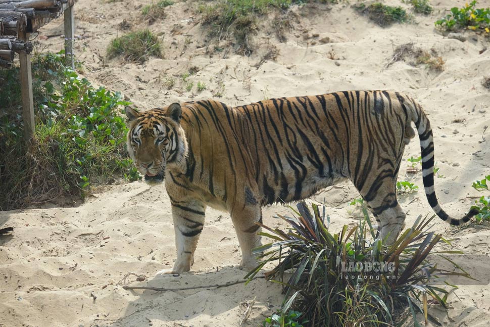 Hổ bố mẹ trong FLC Zoo Safari Park Quy Nhơn. Ảnh: Hoài Phương