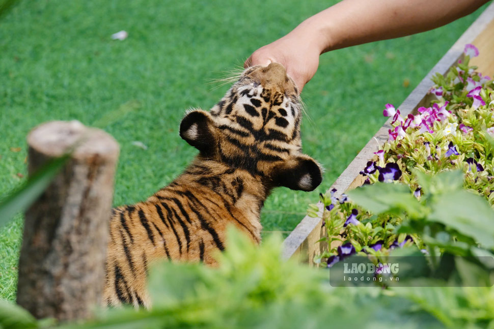 Bengal tiger cubs playing with zoo staff at FLC Zoo Safari Park Quy Nhon. Photo: Hoai Phuong