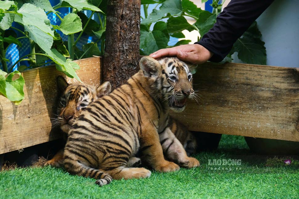 Hổ con khá dạn dĩ khi tiếp xúc với các đoàn khách tham quan. Ảnh: Hoài Phương