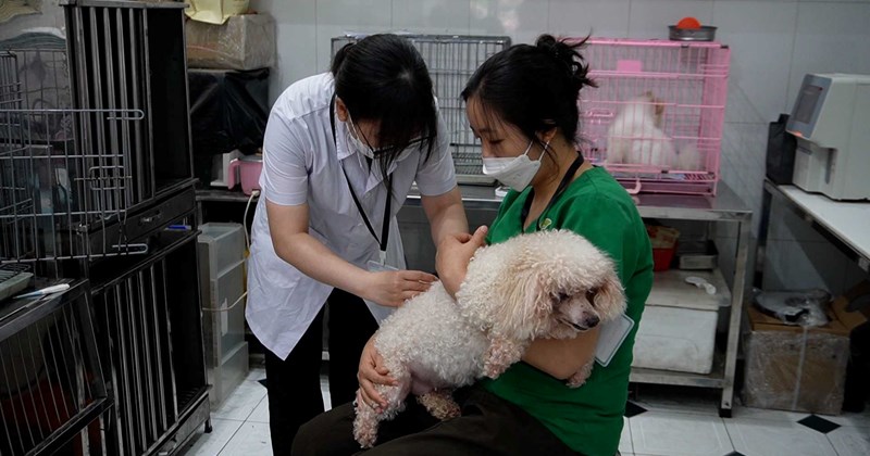 Cảnh báo nguy cơ dại từ giết mổ, vận chuyển động vật