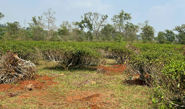 Nhiều cây bị đào bới, di chuyển. Ảnh: Thanh Tuấn 