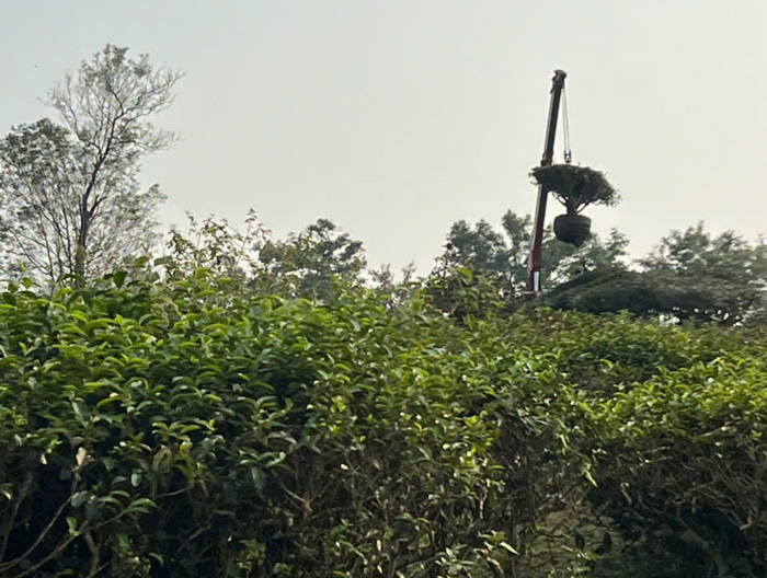 Cranes move ancient tea trees in Bien Ho Tea. Photo: Thanh Tuan