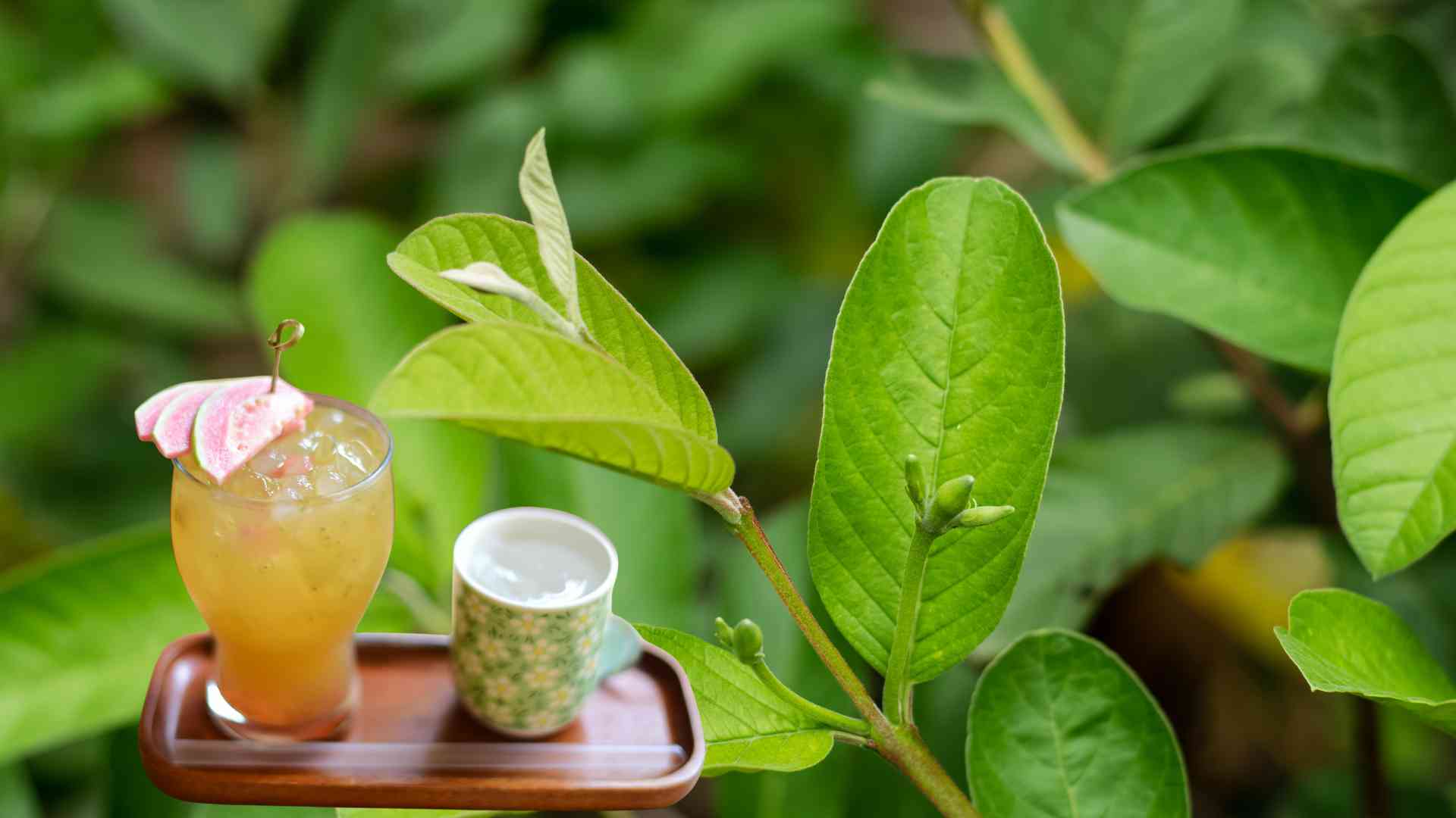 Guava leaf water can effectively support blood sugar control. Graphic photo: Huong Son