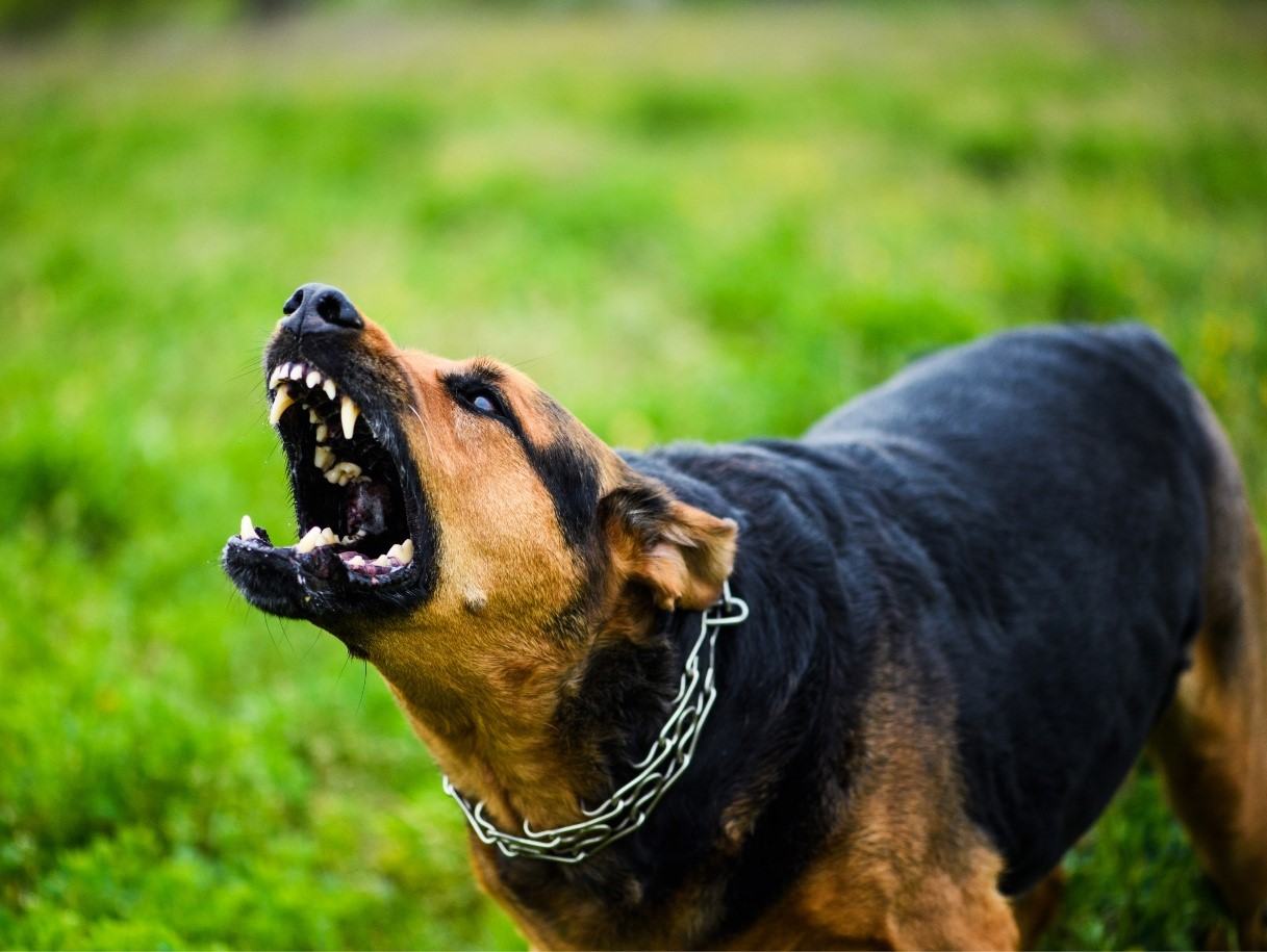 Increasing cases of rabies in the hot season, people proactively get vaccinated. Photo: HDPC