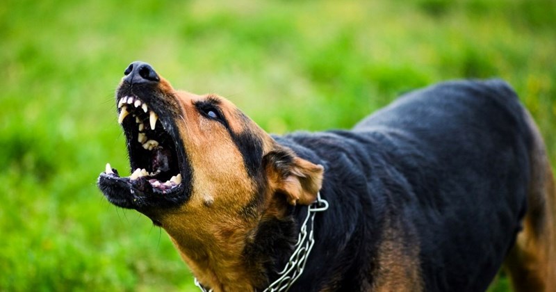 Nắng nóng gia tăng bệnh dại, người dân chủ động tiêm phòng