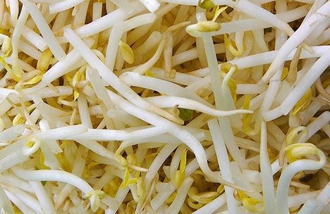 Bean sprouts are nutritious but need to pay attention to some things when eating to ensure health. Photo: Kieu Vu
