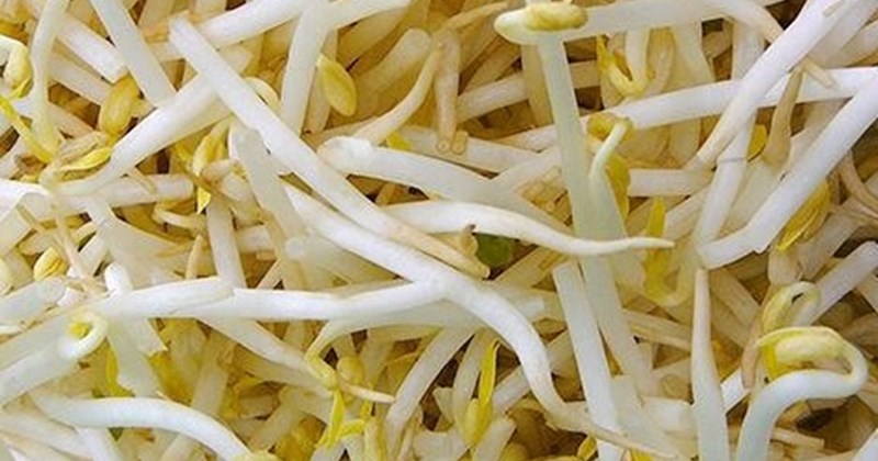 Lưu ý gì khi nội trợ thêm giá đỗ vào bữa ăn?