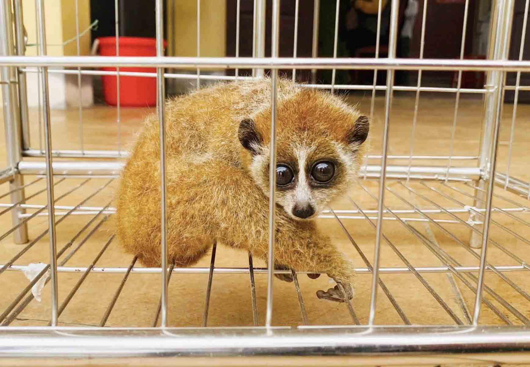 Rare culi individual that Mr. Hieu handed over to functional forces to release back into nature. Photo: Thuong Duc Commune Police