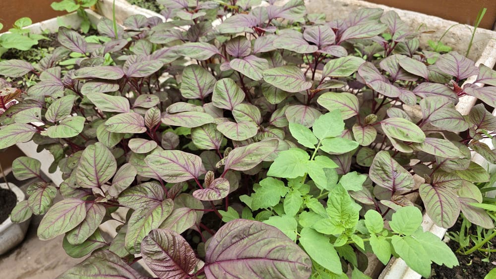 Secretos para ayudar a las amas de casa a cultivar amaranto de manera efectiva en la azotea en verano. Foto: Tuan Dat