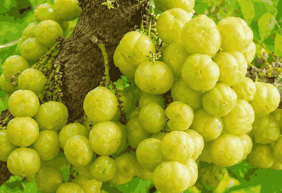 Moringa has biological active ingredients that support liver detoxification. Graphic photo: Quang Minh.