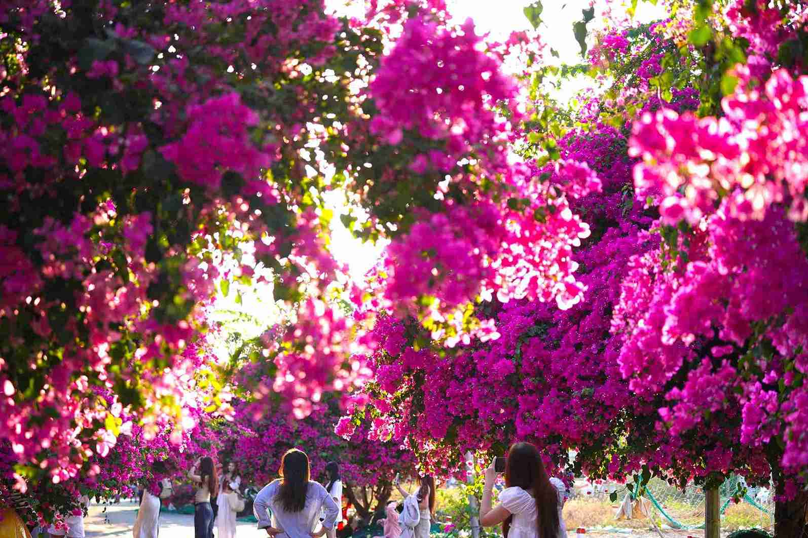 Brilliant bougainvillea on Vinh Truong mural street. Photo: Huu Long