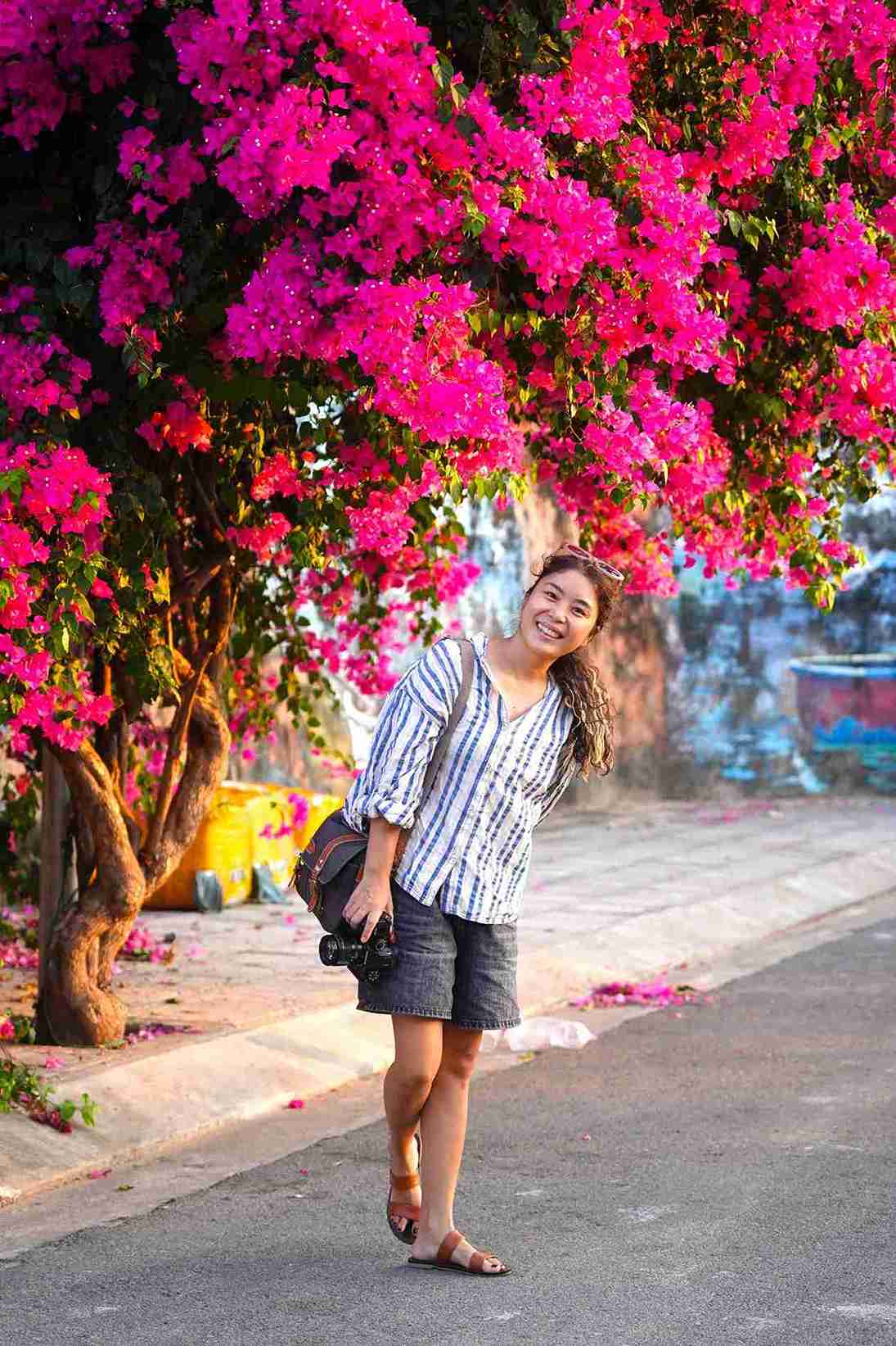 Thời điểm đầu mùa hè là lúc hoa giấy nở đẹp nhất trong năm. Ảnh: Hữu Long