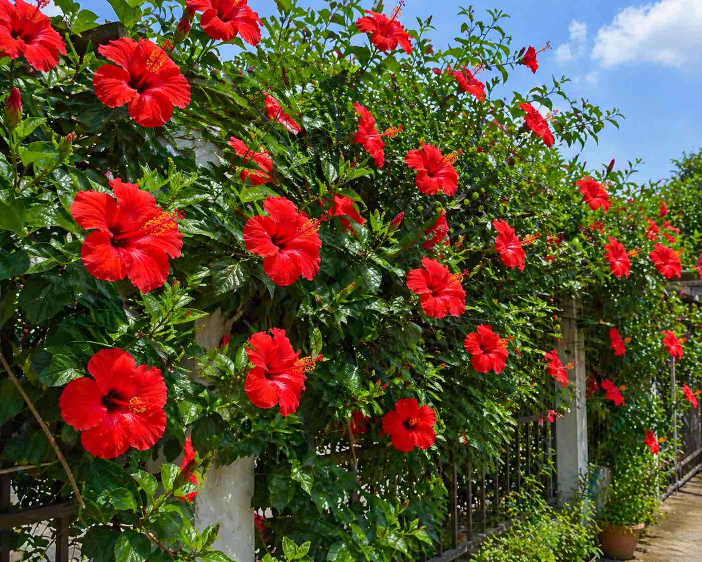 Hibiscus flowers help reduce high blood pressure. Graphics: Vy Vy