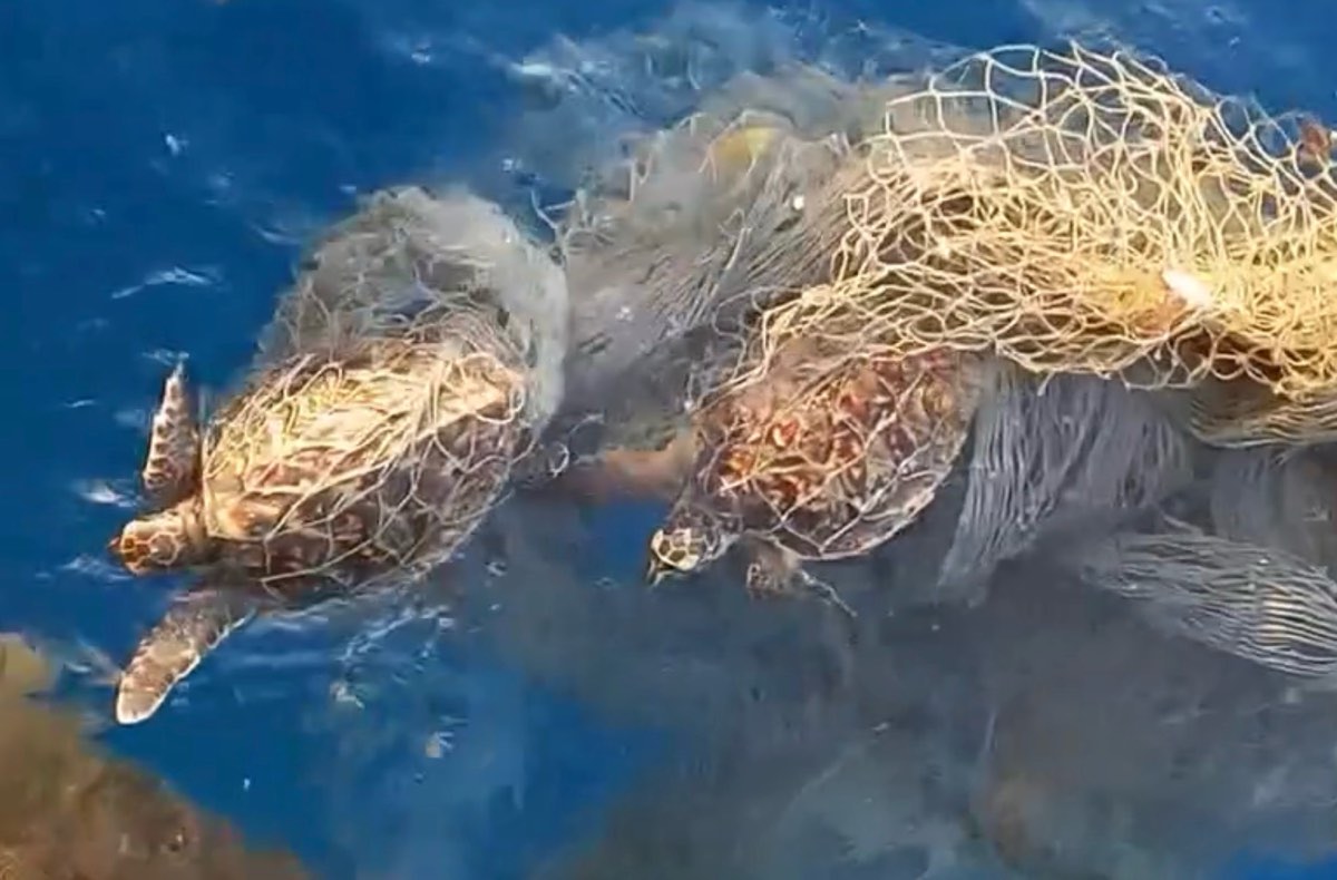 2 cá thể rùa biển mắc lưới. Ảnh: Người dân cung cấp