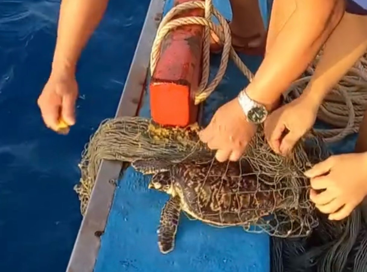 Ngư dân cắt lưới, giải cứu rùa biển. Ảnh: Phạm Duy 