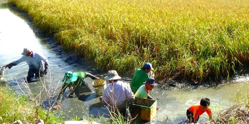 Mô hình lúa -tôm được xác định đem đến hiệu quả cao trong sản xuất nông nghiệp tại Cà Mau. Ảnh: Nhật Hồ.