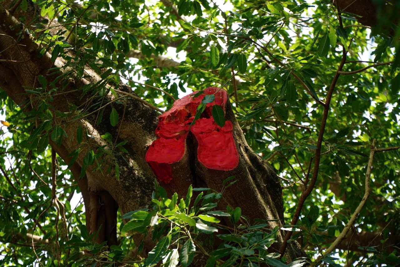 Phần nhánh đa bị gãy đã được xử lý. Ảnh: Vĩnh Trọng