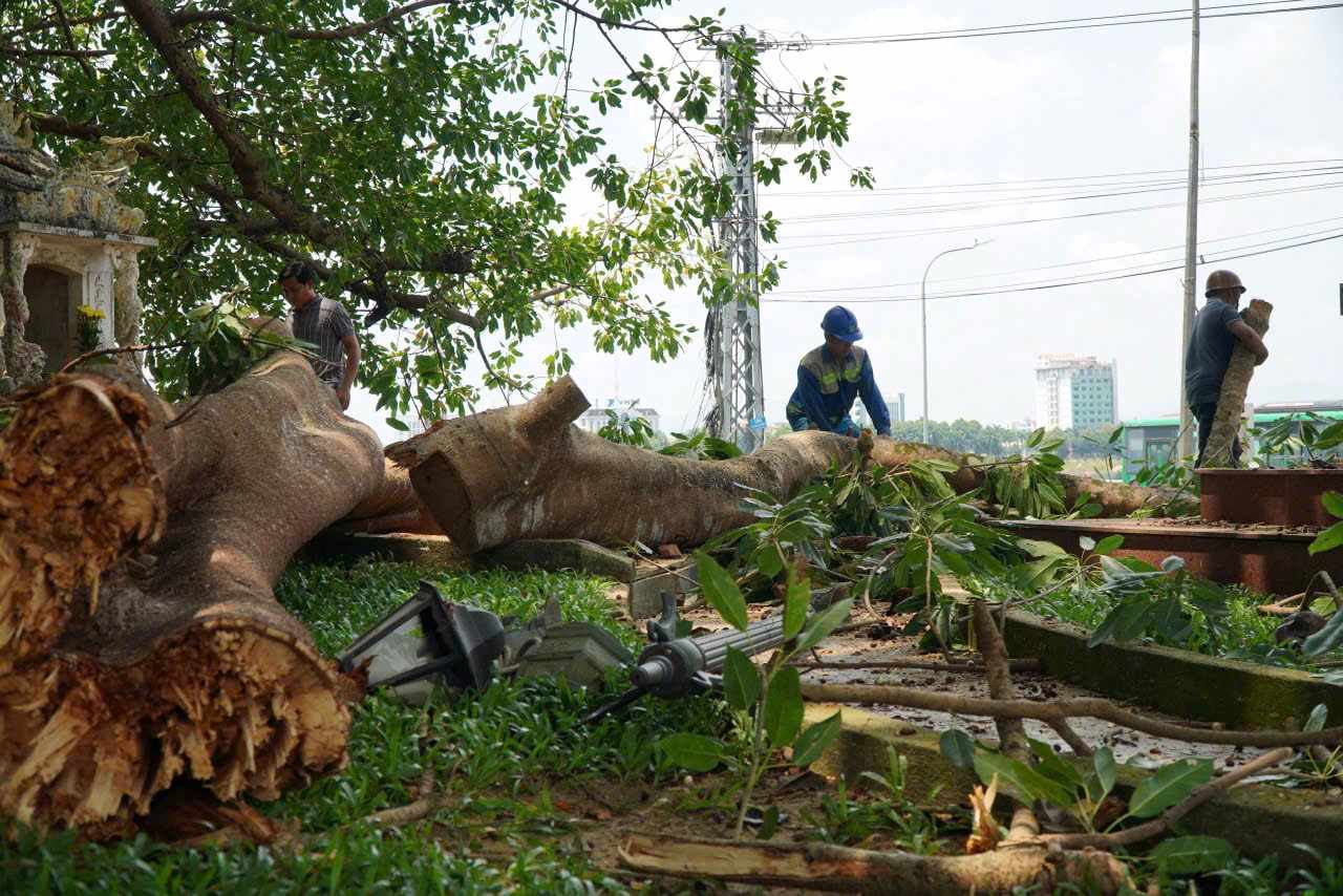 Branch of a hundred-year-old banyan tree next to My Tra hotel in Truong Quang Trong ward (Quang Ngai) broken. Photo: Vinh Trong