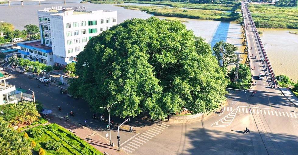 Cây đa nằm ở khu vực có mật độ giao thông cao. Ảnh: Bùi Thanh Trung