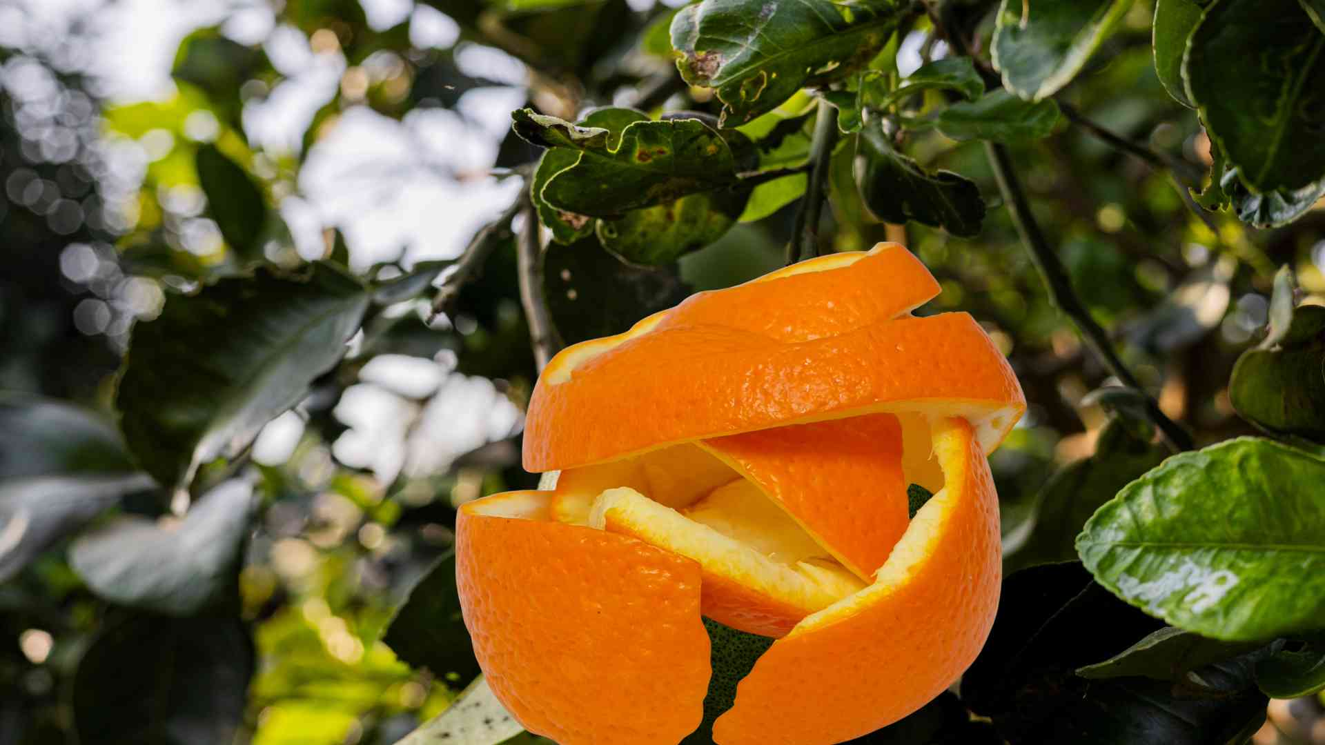 Orange peel combined with grapefruit leaves can stimulate hair growth and reduce breakage. Graphic photo: Huong Son