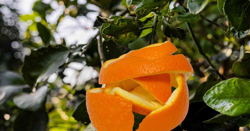 Mẹo kích thích mọc tóc từ vỏ trái cây, lá quen thuộc