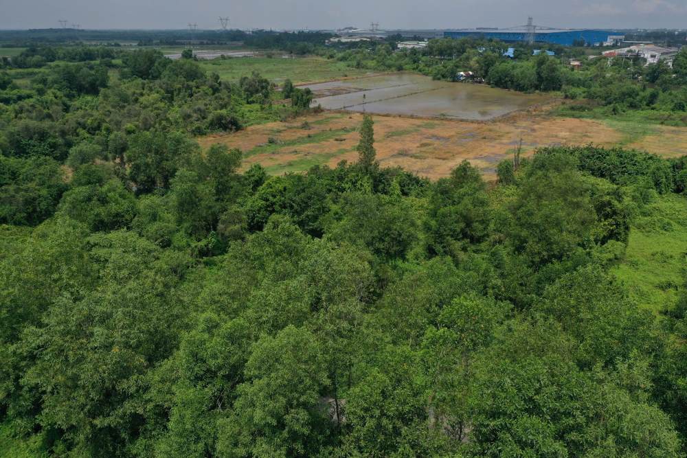 Toàn cảnh khu đất quy hoạch dự án Berjaya tại xã Xuân Thới Sơn, TPHCM hiện vẫn là bãi đất trống, cỏ mọc um tùm sau nhiều năm đình trệ. Ảnh: Anh Tú 