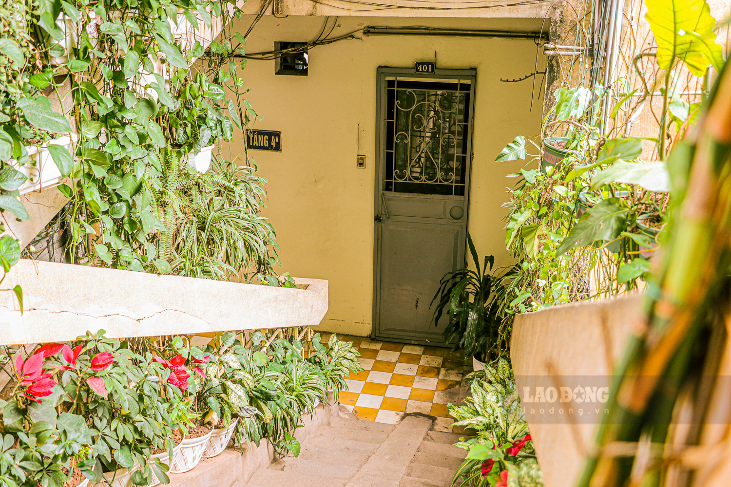 Dãy cầu thang tầng 4 ở khu tập thể 78 Láng Hạ phủ đầy cây xanh tạo nên khung cảnh yên bình hiếm thấy ở chốn đô thị tấp nập này.