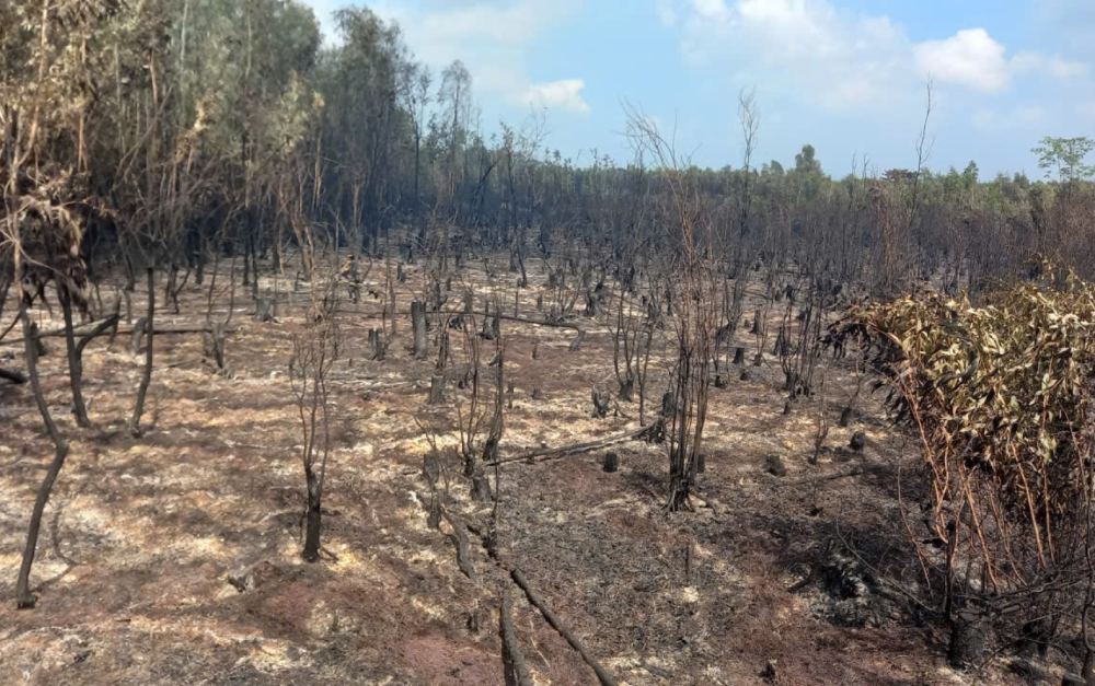 Theo UBND xã Cô Tô vụ cháy gây thiệt hại 3,44 ha tràm. Ảnh: Ban CHQS xã