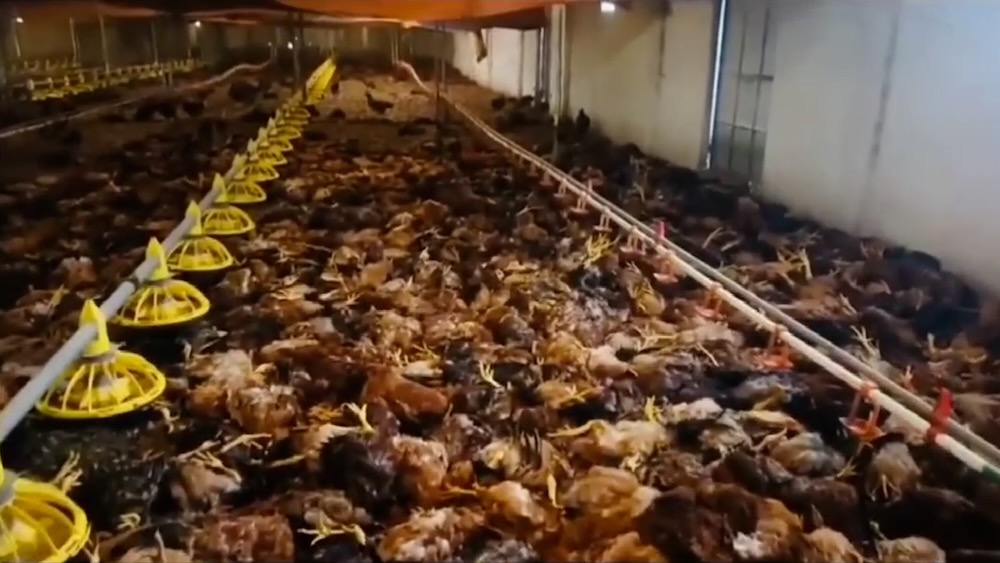 停電により、ゲアン省のある世帯の約5,000羽の鶏が死亡しました。写真:ゴック・アイン