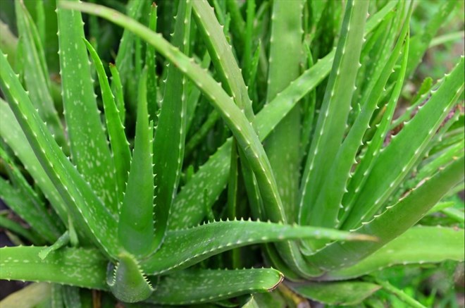Aloe vera is a natural medicinal herb rich in biological active ingredients, with the potential to nourish the liver and kidneys. Photo: Xinhua.
