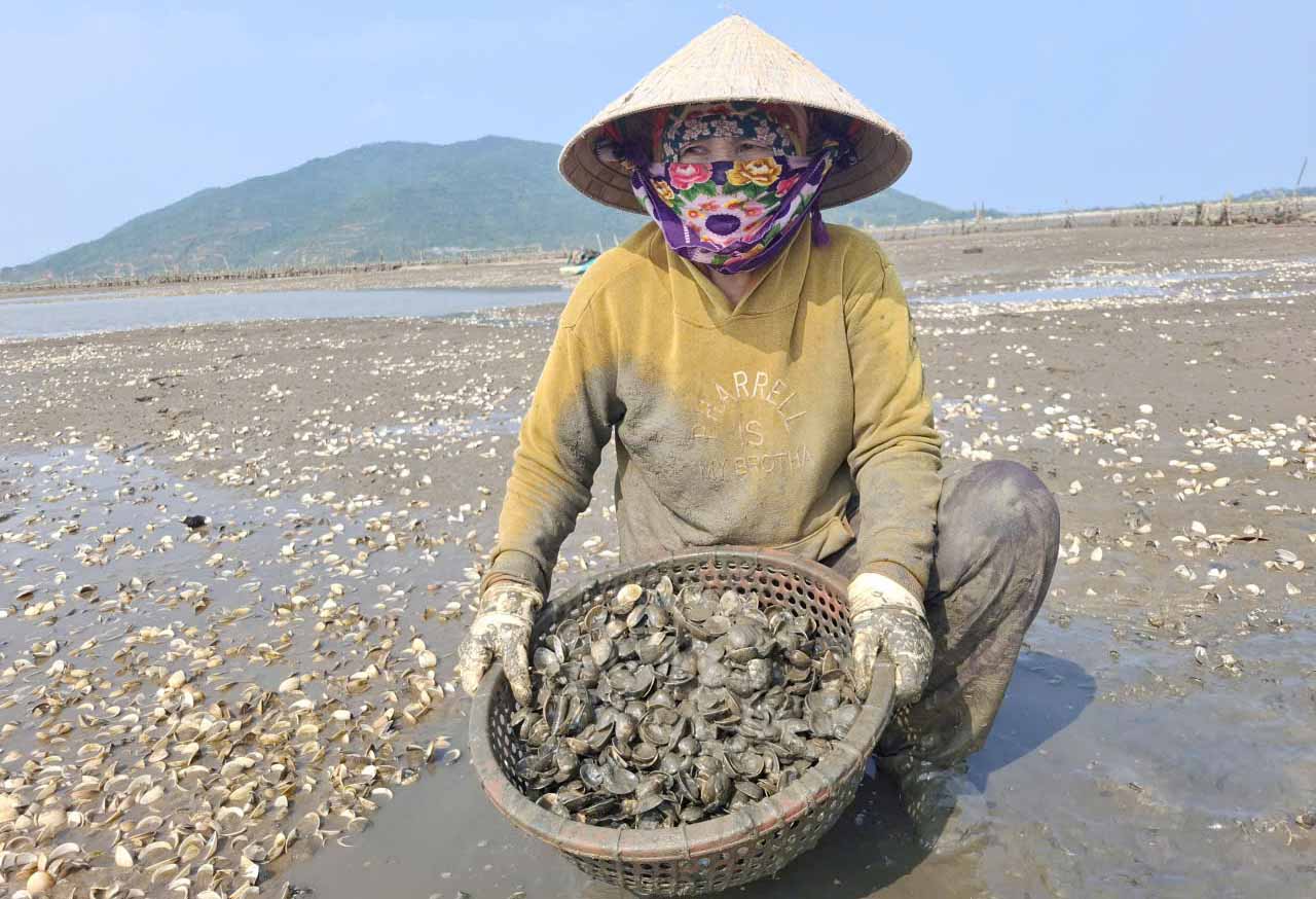 Dead clams are white on the beach, Ms. Dung painstakingly collects the shells to ensure environmental hygiene. Photo: Tran Tuan
