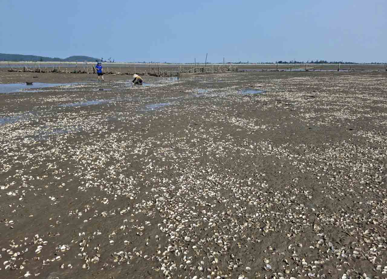 Nguyên nhân ngao chết hàng loạt tại thôn Mai Lâm đang chờ xác định nguyên nhân. Ảnh: Trần Tuấn
